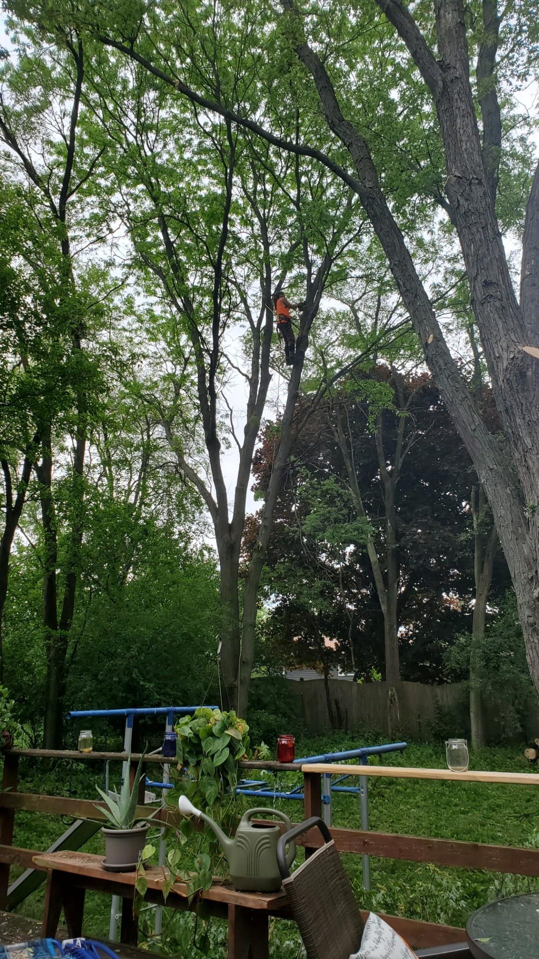 A Morning Wood climber working high up in a tall tree above a backyard deck
