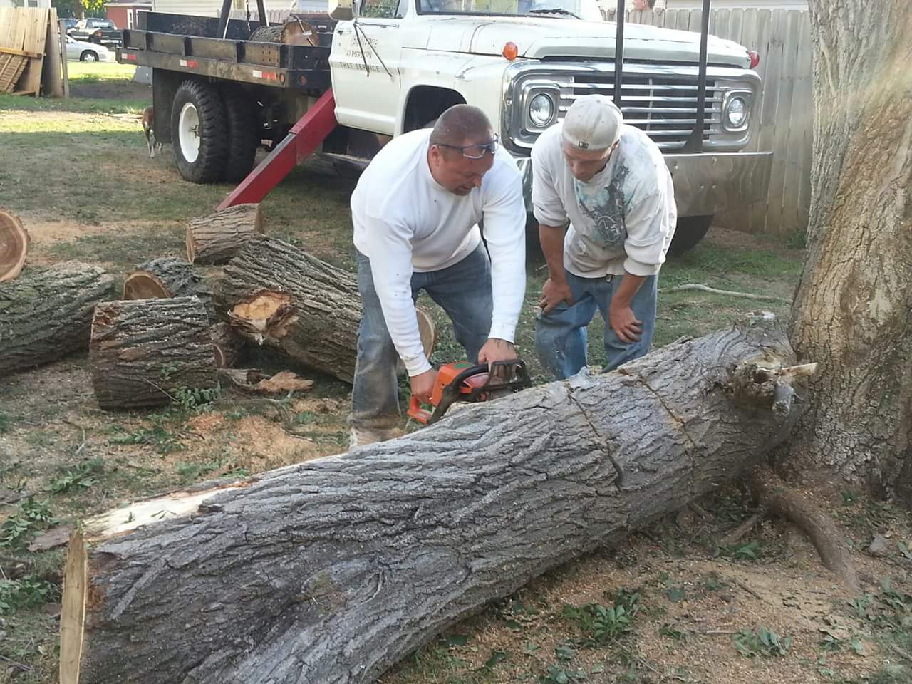 Two Morning Wood crew members bucking a felled trunk with chainsaws, a white flatbed truck behind