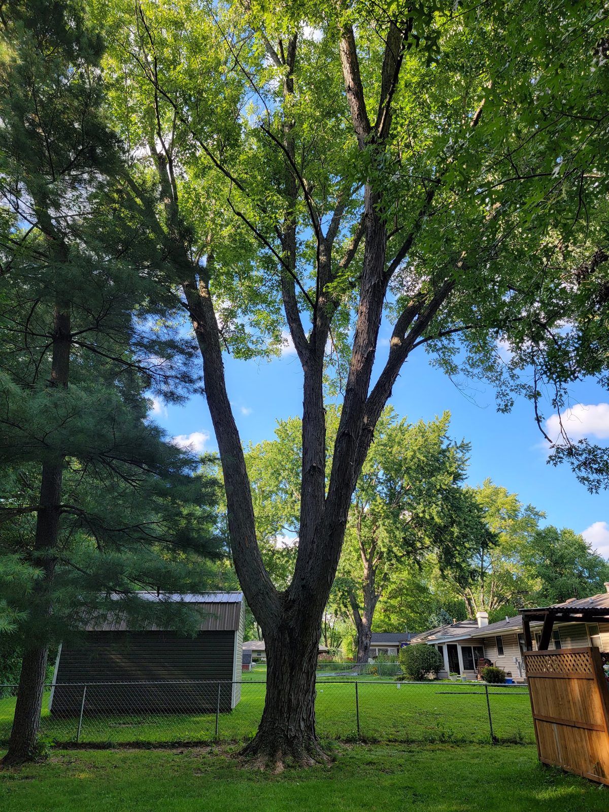 A tall backyard tree in a Rockford yard before the crew arrived
