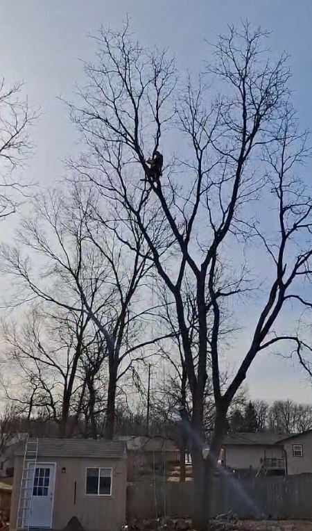 A Morning Wood climber working in the top of a bare tree, photographed by a customer